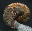 World Class, Red Iridescent Hoploscaphities Ammonite #31408-3